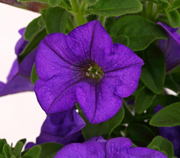 Hängepetunie 'Surfinia', verschiedene Farben