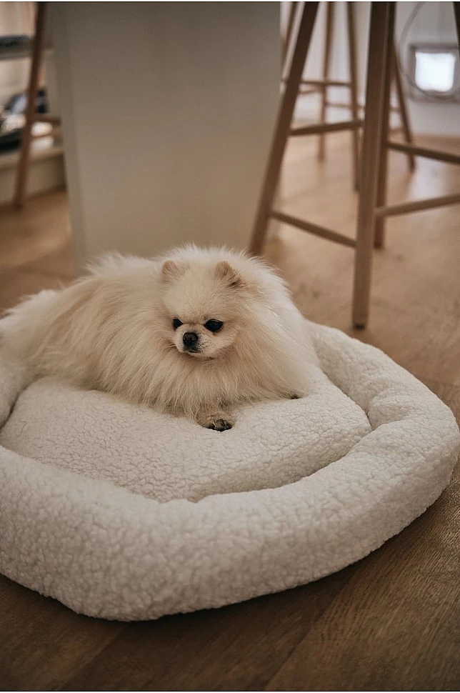 YOSHI hundeseng/katteseng