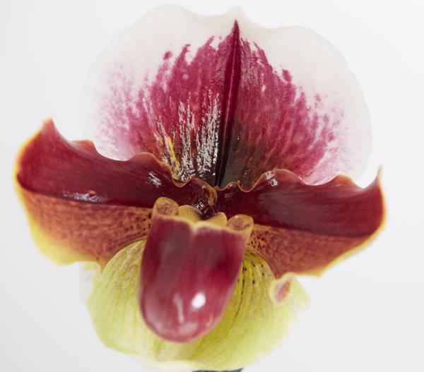 Frauenschuh - Paphiopedilum hybride,
