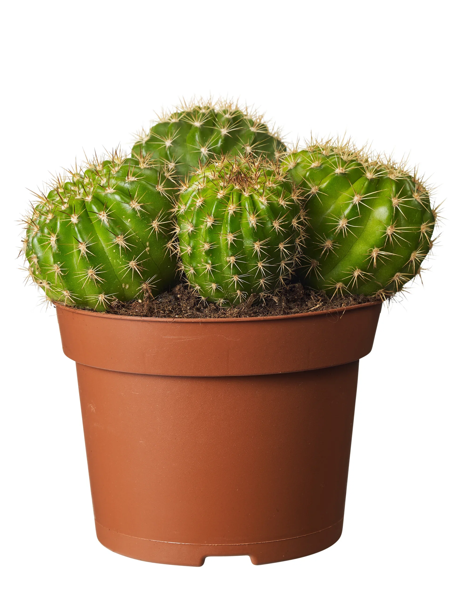 Cactus Kaktus miks Høyde 20 cm