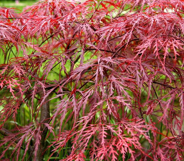 Dunkelroter Schlitz-Ahorn 'Dissectum Garnet'