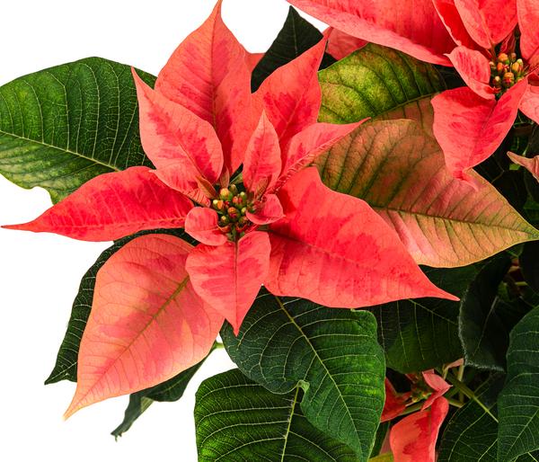 Weihnachtsstern - Euphorbia pulcherrima 'Pink