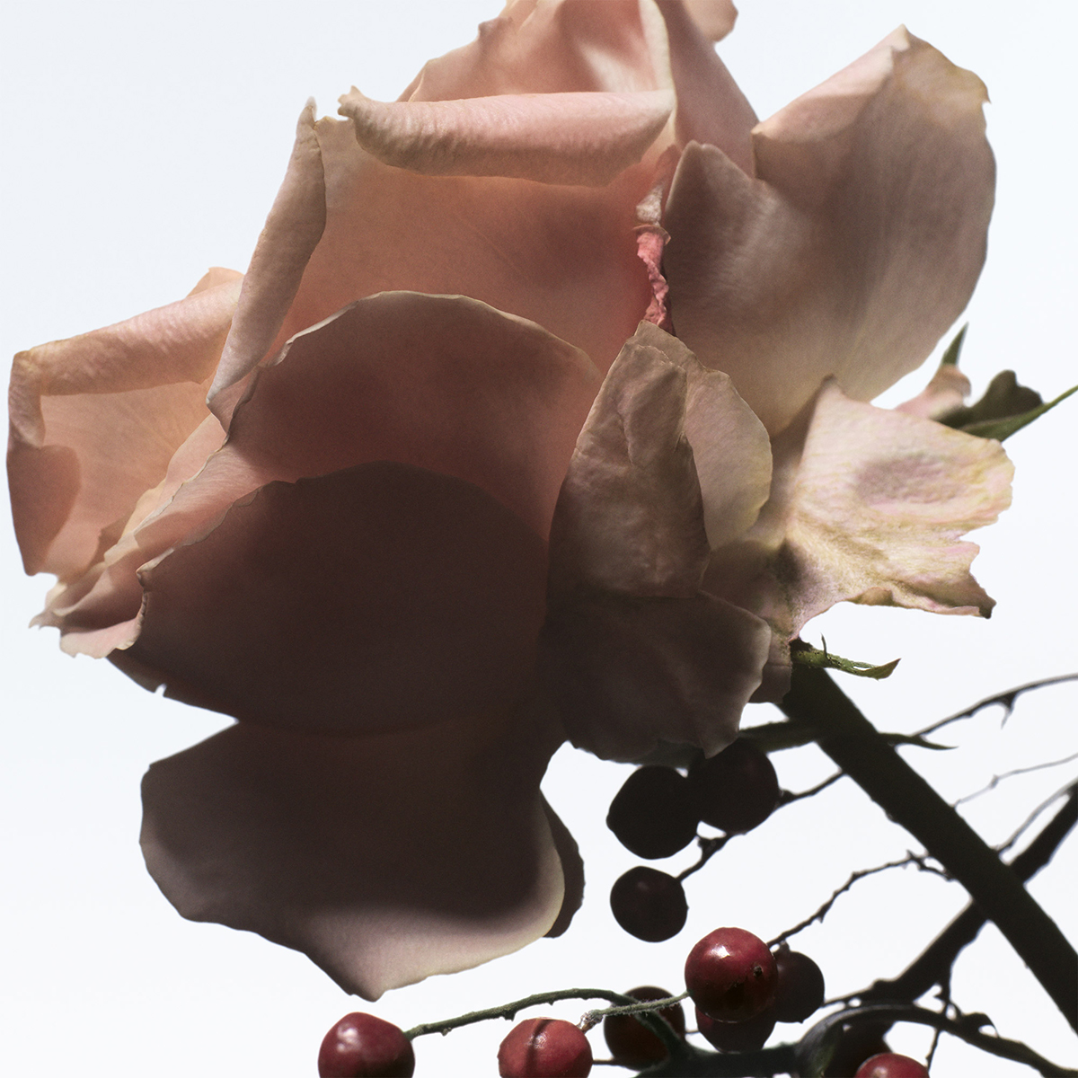 Raving Rose Soap 100gr