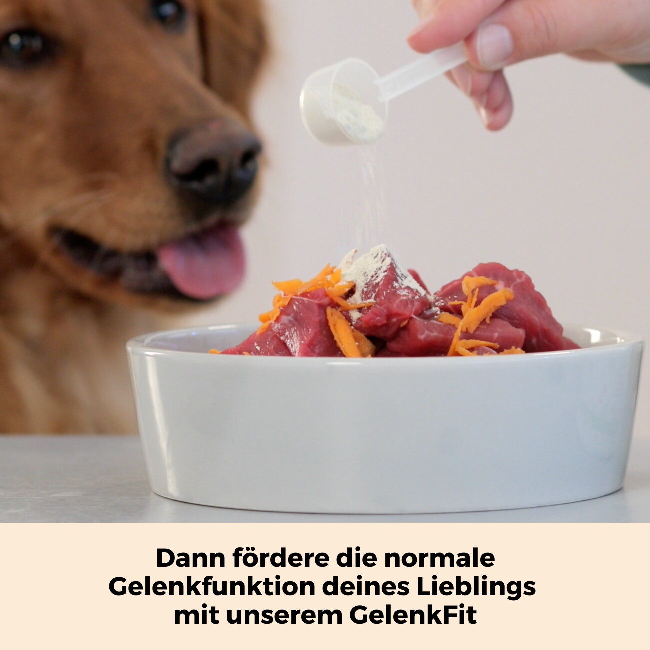 Dog-Native GelenkFit für Hunde, natürliches Gelenkpulver, Gelenk Fit Pulver mit Grünlippmuschel, MSM, Kollagen & Chondroitin für Gelenke & Knochen 175 g