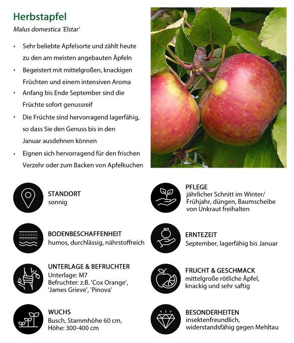 Apfel-Duo 'Elstar/James Grieve'