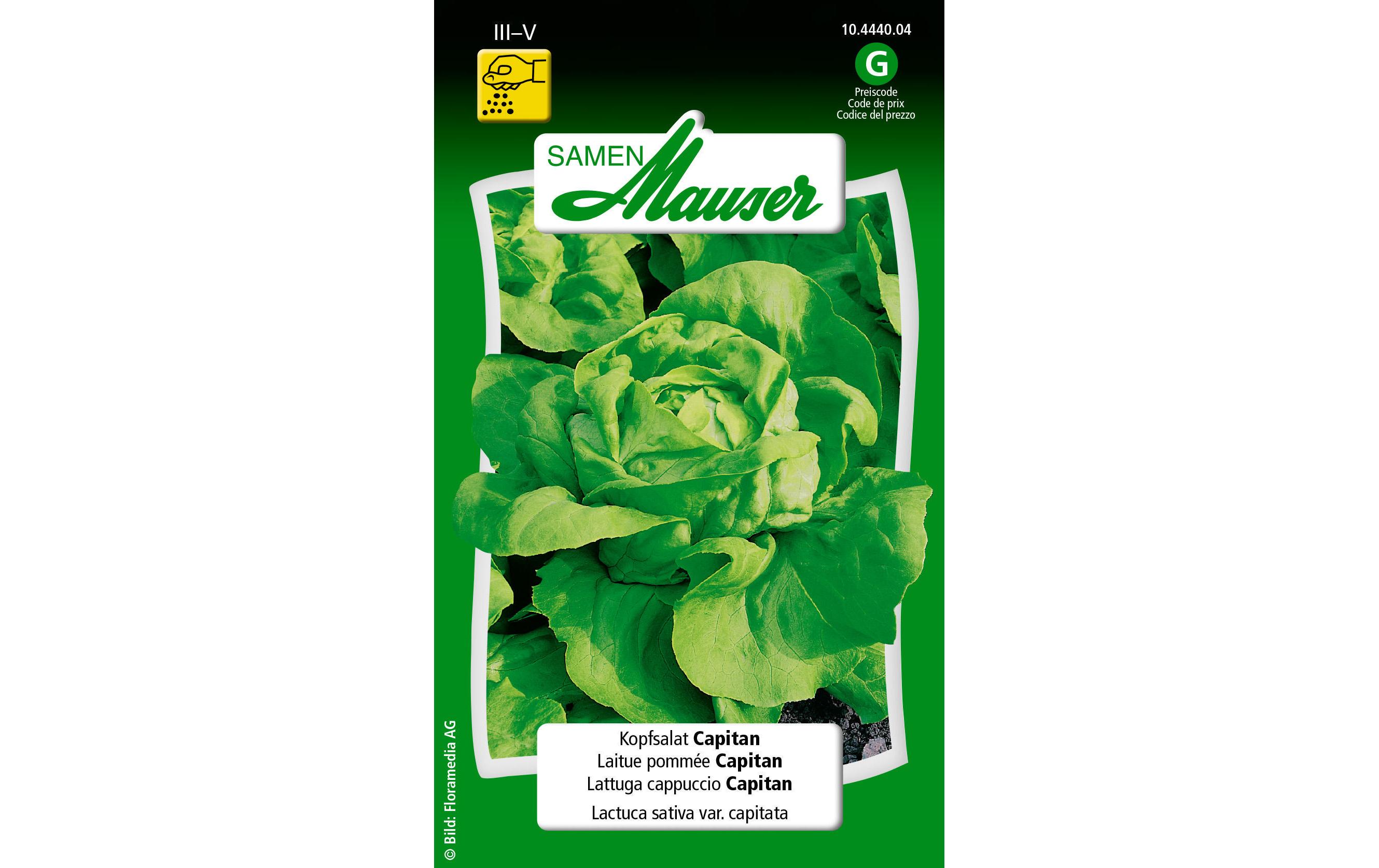 Samen Kopfsalat CapitanGemüsesamen