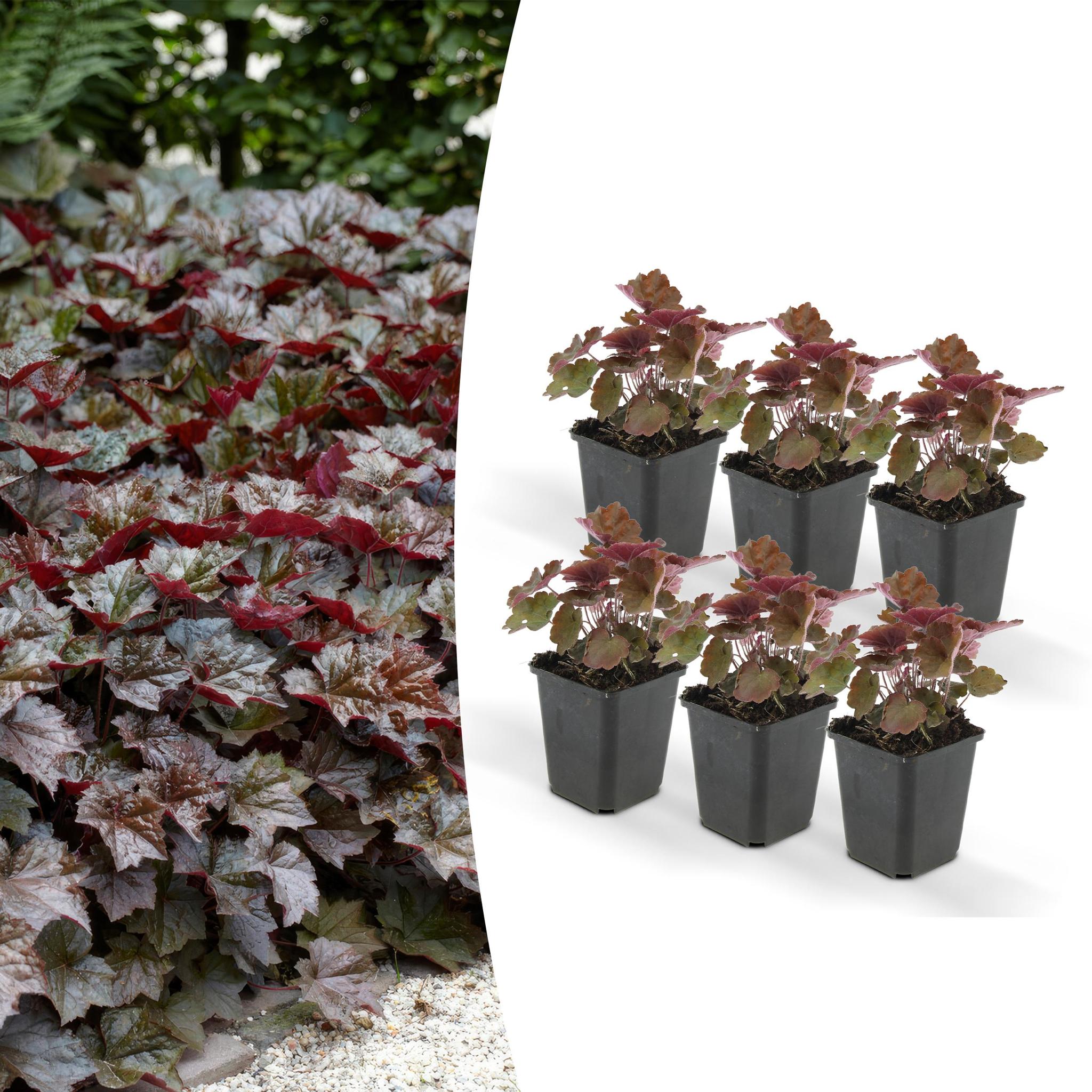 Heuchera mic. 'palace purple'
