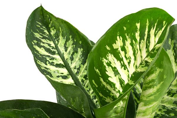 Dieffenbachie - Dieffenbachia 'Tropic'