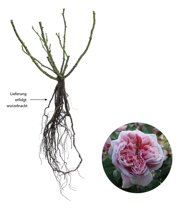 Edelrose 'Schöne Maid®'