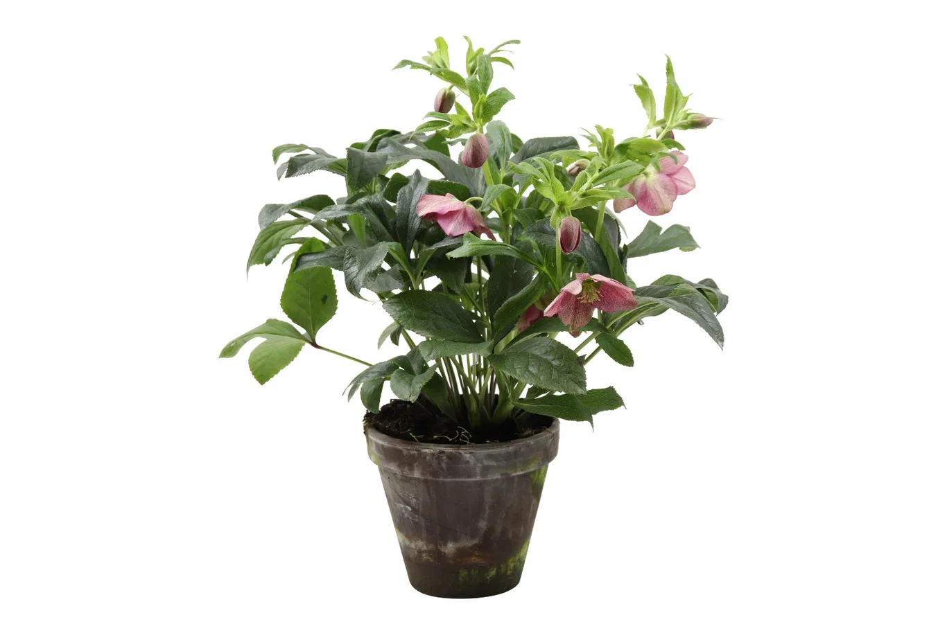 Helleborus orientalis 'Victoria' Orientjulerose ‘Victoria’ Ø19 cm