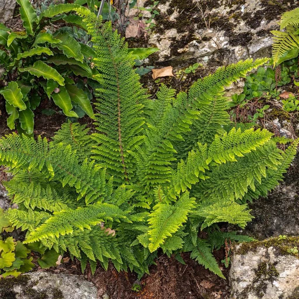 Polystichum set. 'Herrenhausen' Skjoldbregne 'Herrenhausen' Ø11 cm