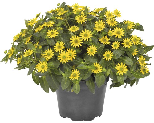 Atztekengold FloraSelf Sanvitalia hybrid 'Talya Great Yellow' Ø 12 cm pot