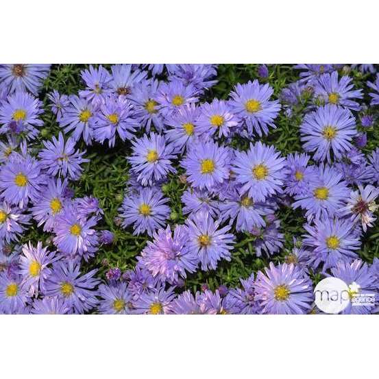 Aster x dumosus 'Lady in Blue':godet vert