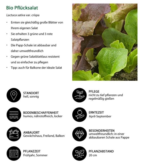 Bio Pflücksalat in Umweltschale, 6er Schale