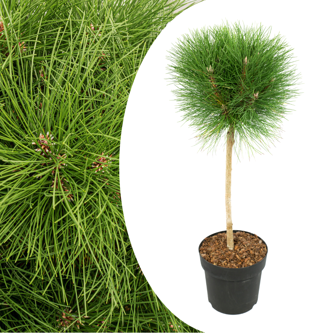 Pinus summer breeze - pin nain - pot 24cm - hauteur 70-80cm