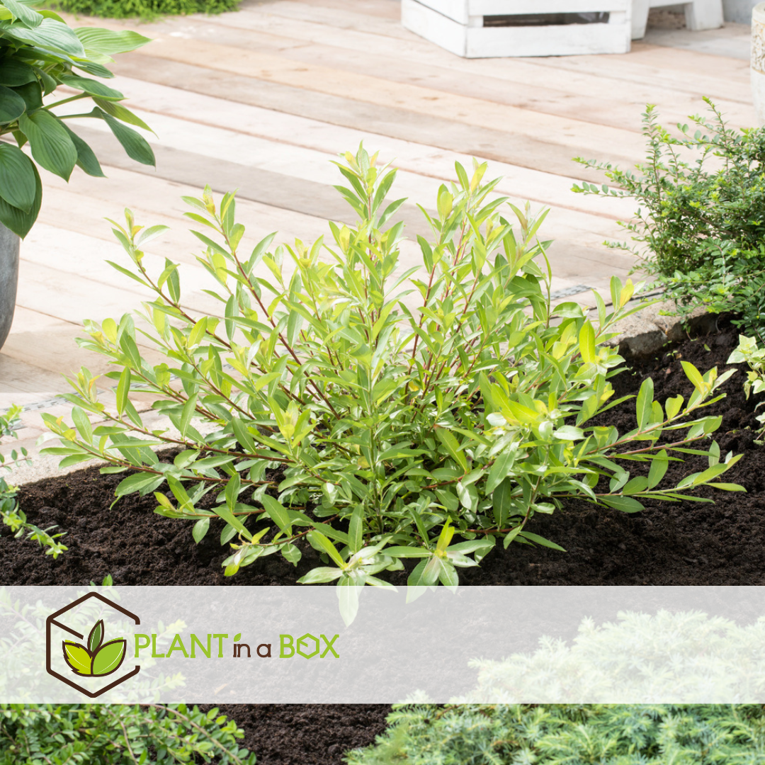Salix mount aso gracilistyla - lot de 2 - buisson - ⌀17 cm - hauteur : 40-50 cm