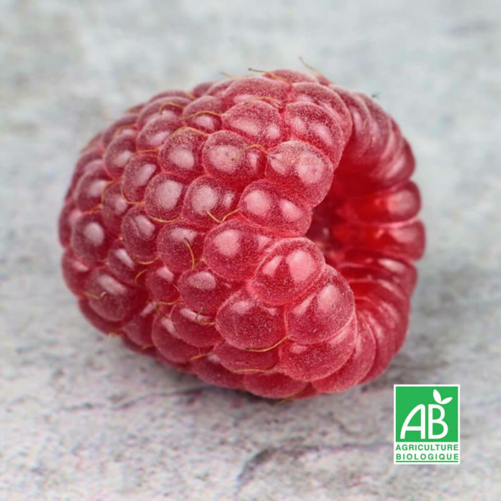 Framboisier 'tulameen' bio - godet 9cm