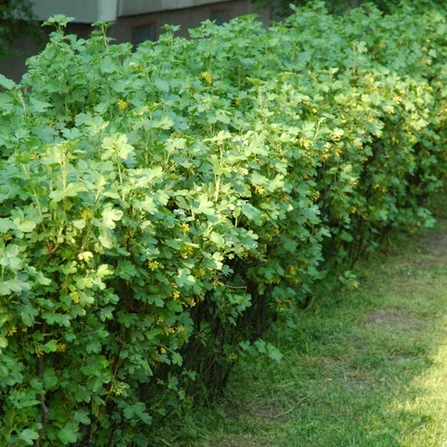 Ribes alpinum 'Schmidt' Alperips 'Schmidt' 10-pk, barrot Ø22 cm
