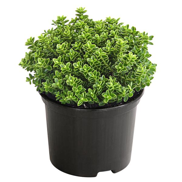 Strauchveronika 'Green Globe'