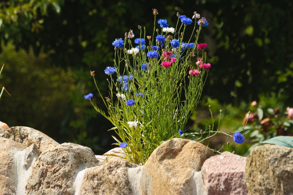 Bleuet bleu - 27000 graines - centaurea cyanus
