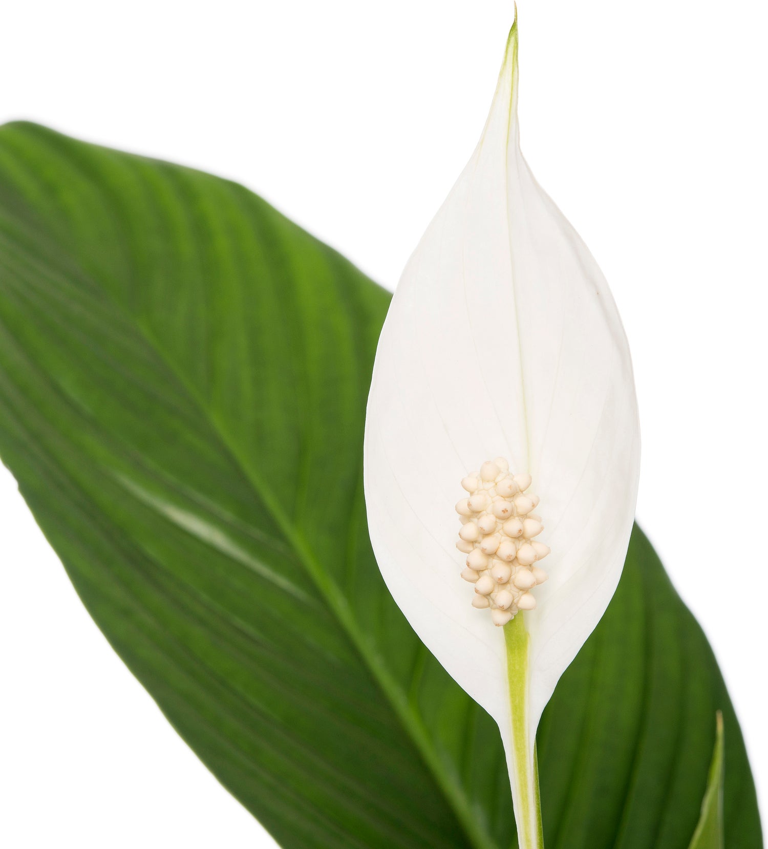 Lepelplant (Spathiphyllum 'Bingo Cupido') D 17 H 65 cm