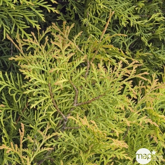Thuya occidentalis Rheingold 30/40 : pot 3L