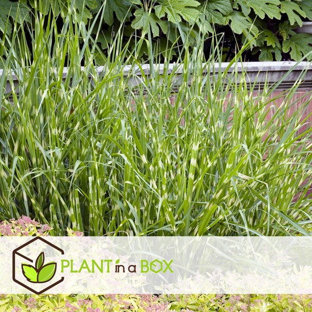 Miscanthus 'zebrinus' herbe ornementale