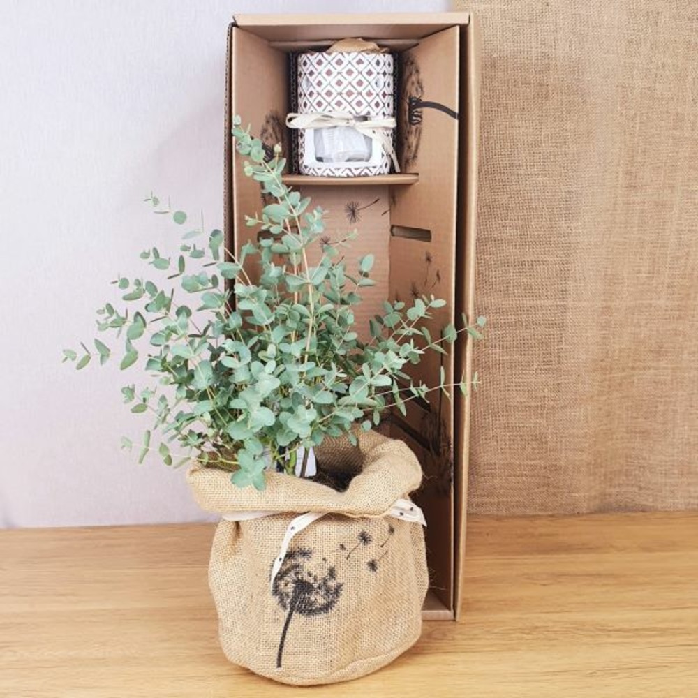 Coffret d'un eucalyptus, son brûle parfum sérénité et huile parfum d'eucalyptus