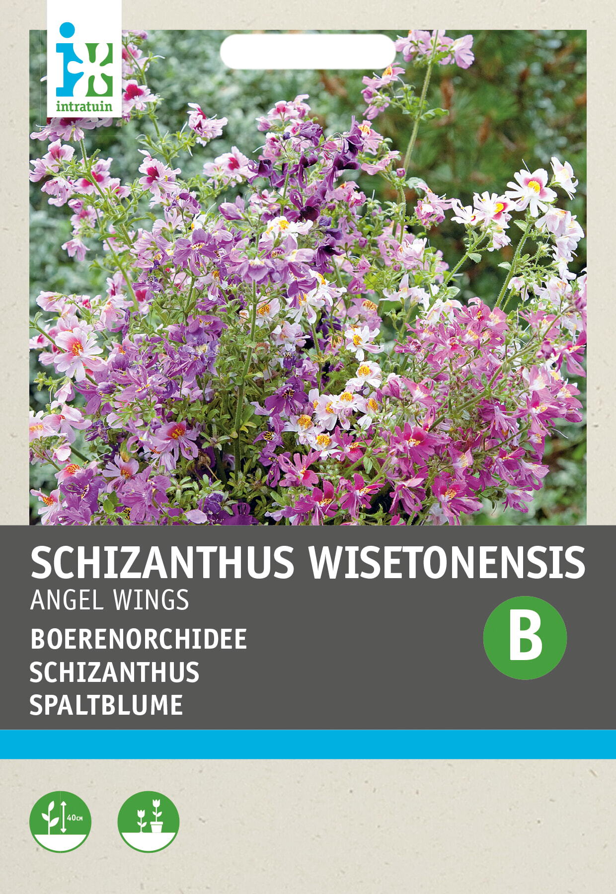 Intratuin bloemenzaad Boerenorchidee (Schizanthus wisetonensis 'Angel Wings')