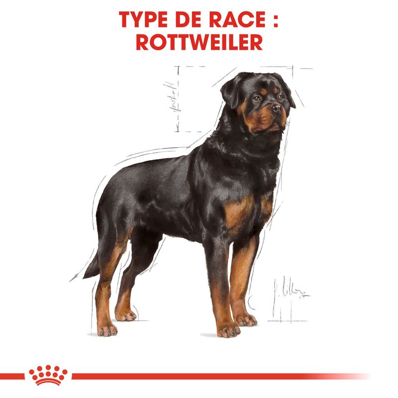 Royal Canin Rottweiler Adult à prix discount sur bitiba.fr