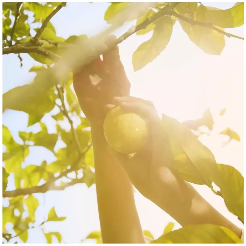 Maison Margiela Replica Under The Lemon Tree EDT 100 ml