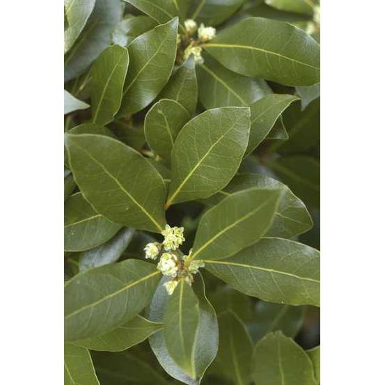 Plant de laurier sauce : pot de 1 litre
