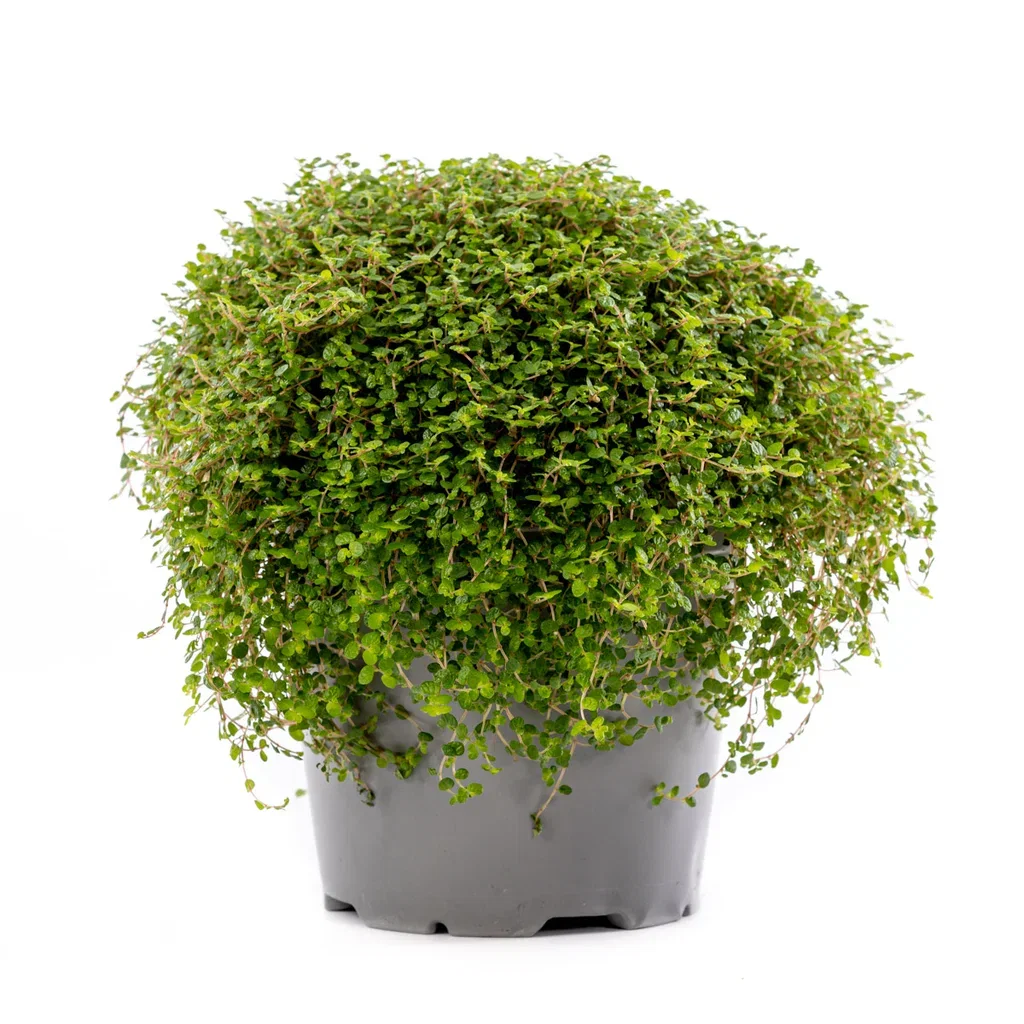 Soleirolia soleirolii Husfred Høyde 15 cm