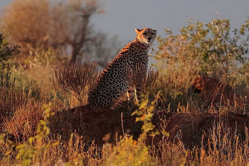 Safarireis Kenia: Tsavo & Taita