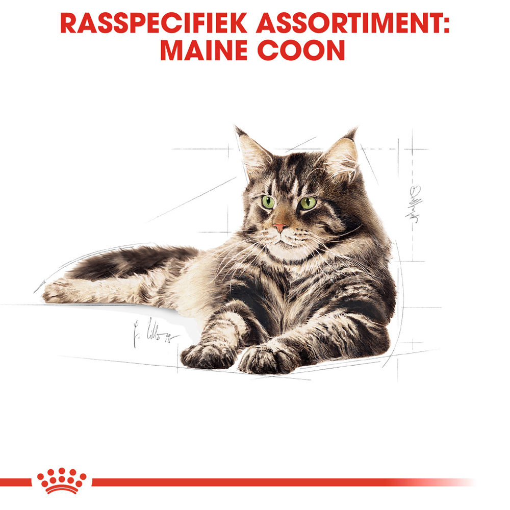 Royal Canin Maine Coon Adult - Kattenvoer