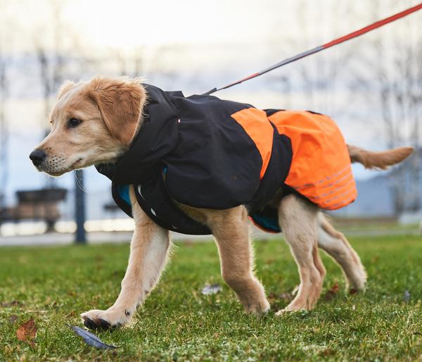 Non-stop dogwear Hunde-Wintermantel Glacier