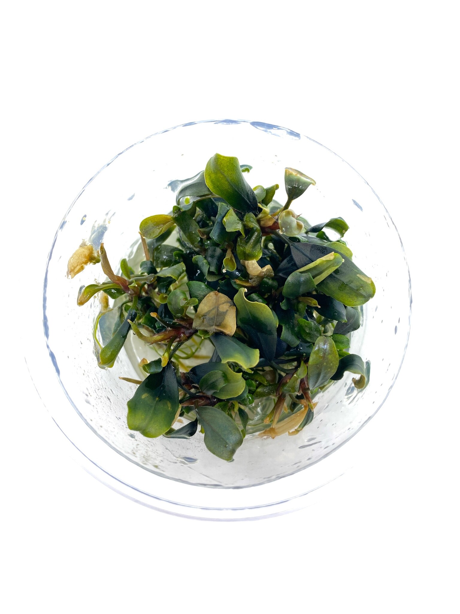 Waterplant Bucephalandra Blue Green in-vitro