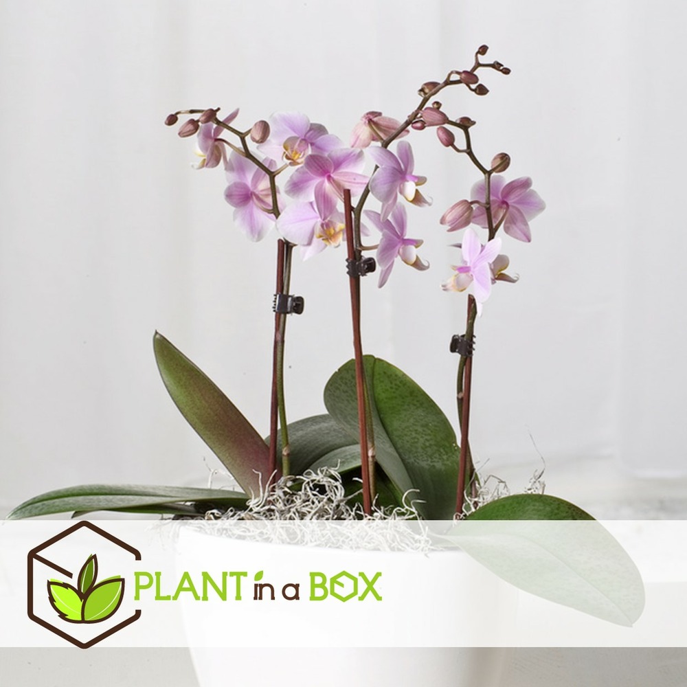 Phalaenopsis - orchidée rose - pot 12cm - hauteur 50-60cm