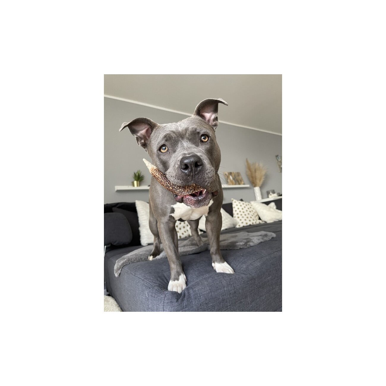 Bellfor Hundesnack - Hirsch-Geweihe XXL - 160g