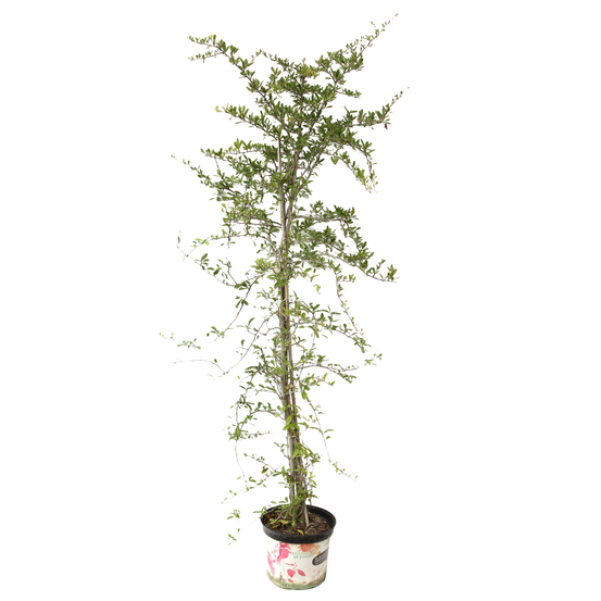 Pyracantha coccinea Saphyr Jaune® 'Cadaume' c.o.v.: H100/125cm ctr 7L