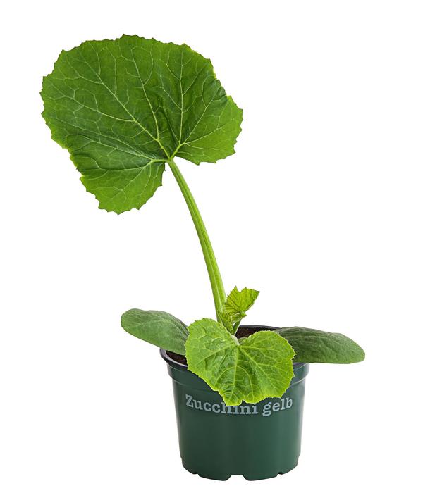 Bioland Zucchini