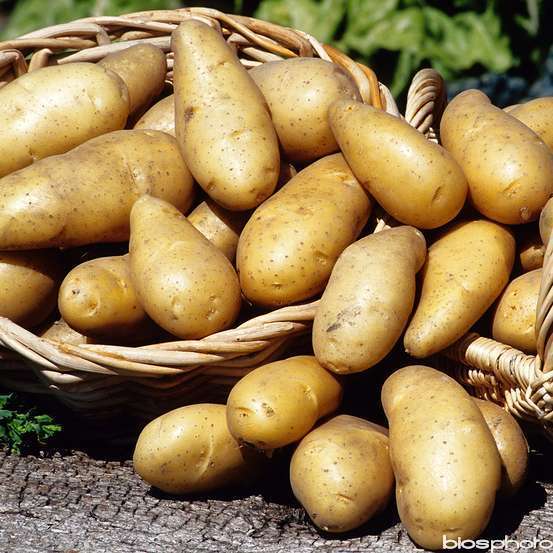 Plants de pommes de terre 'BF 15' en clayette x60