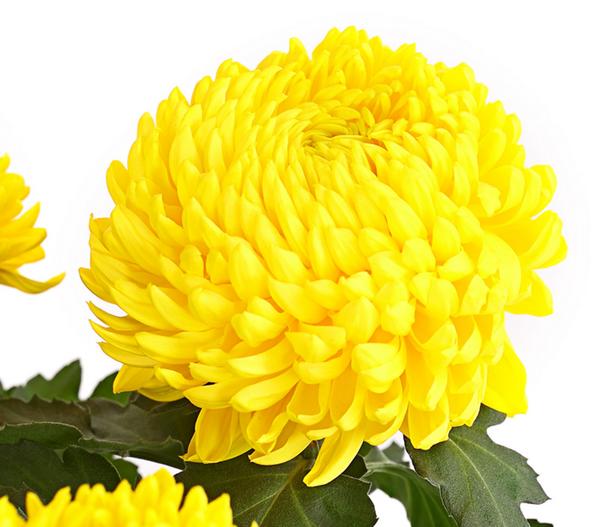 Deko-Chrysantheme, Schale, verschiedene Farben
