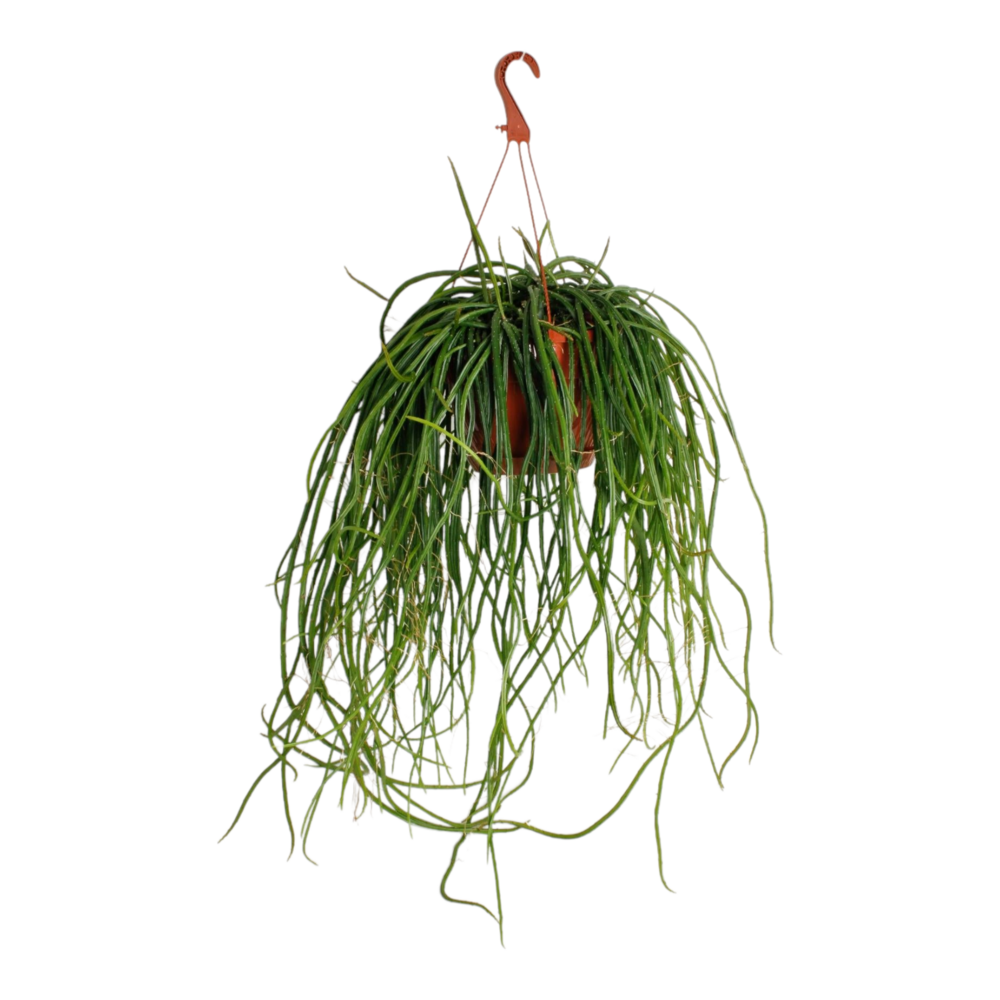 Plante d'intérieur - selenisereus wercklei 50.0cm