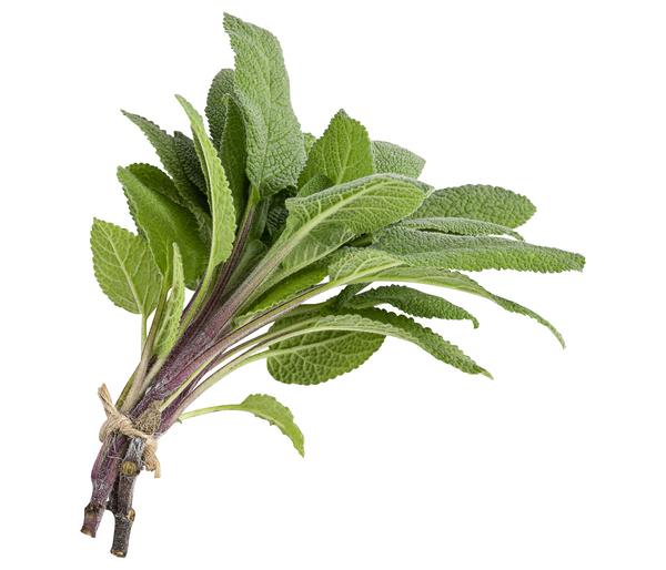 Salbei