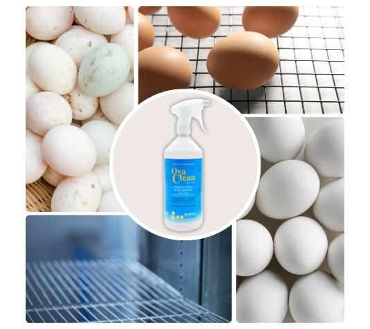 Desinfetante natural para incubadoras de ovos - OvaClean 250 ml - Limpa as cascas dos ovos e elimina germes da incubadora.