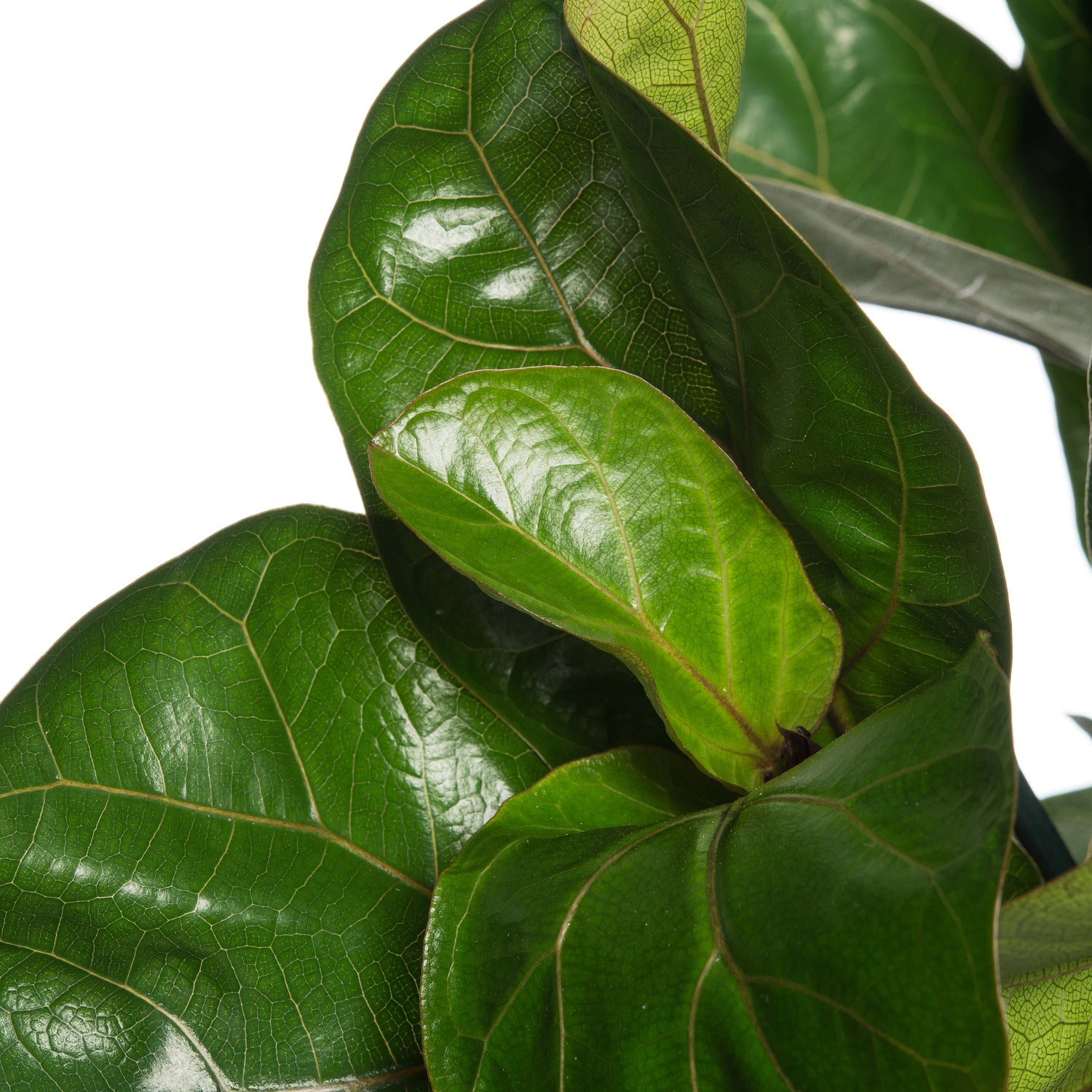 Vioolbladplant (Ficus lyrata 'Bambino') D 21 H 70 cm