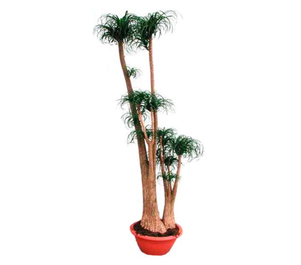 Elefantenfuß - Beaucarnea recurvata,