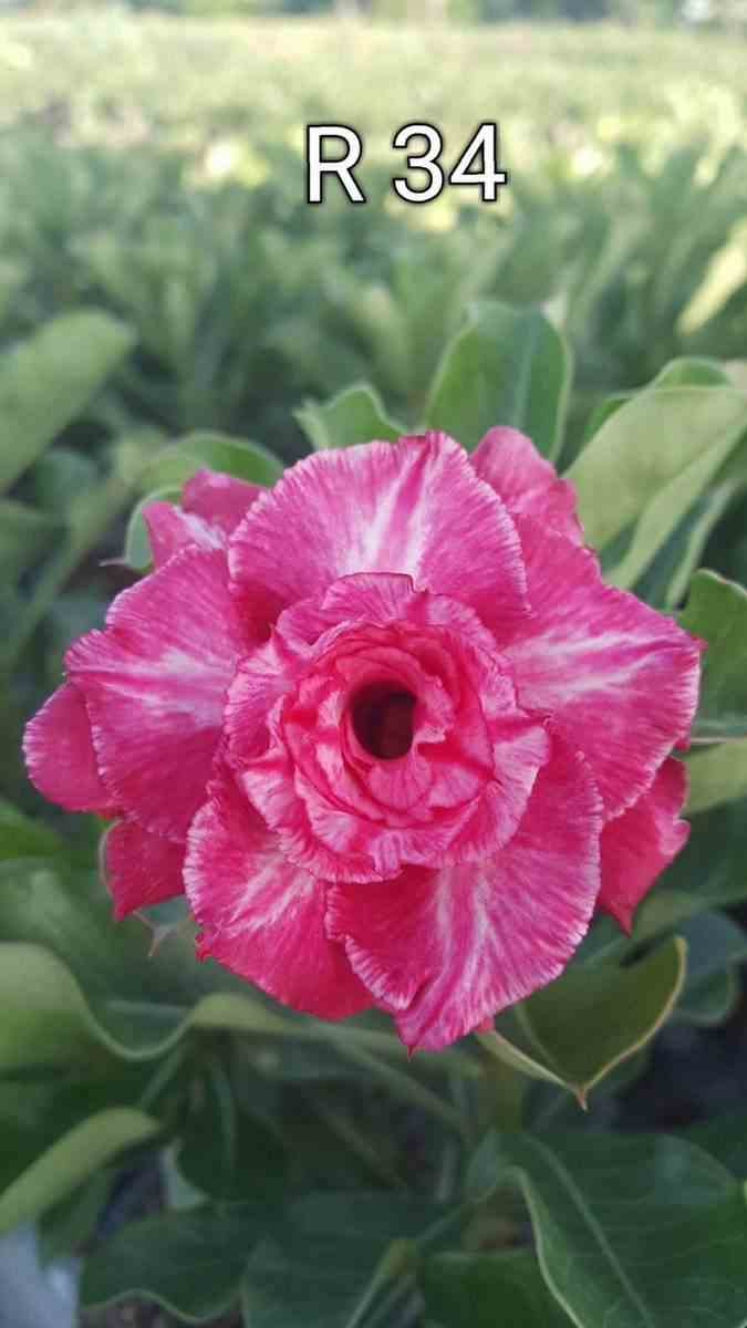 Adenium obesum cv.rung taveesap rose - taille caudex d'environ 150g
