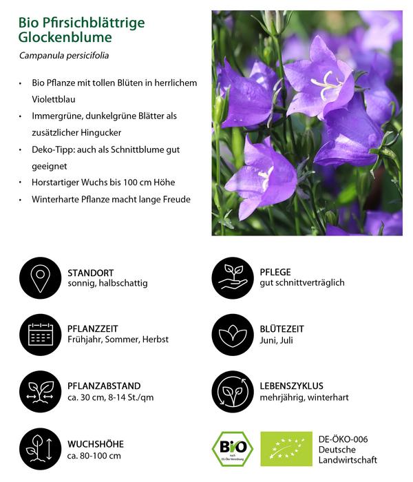 Bio Pfirsichblättrige Glockenblume